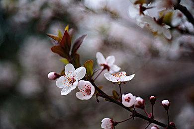 CDPR20周年庆 游戏艺术礼包GOG平台限时免费领